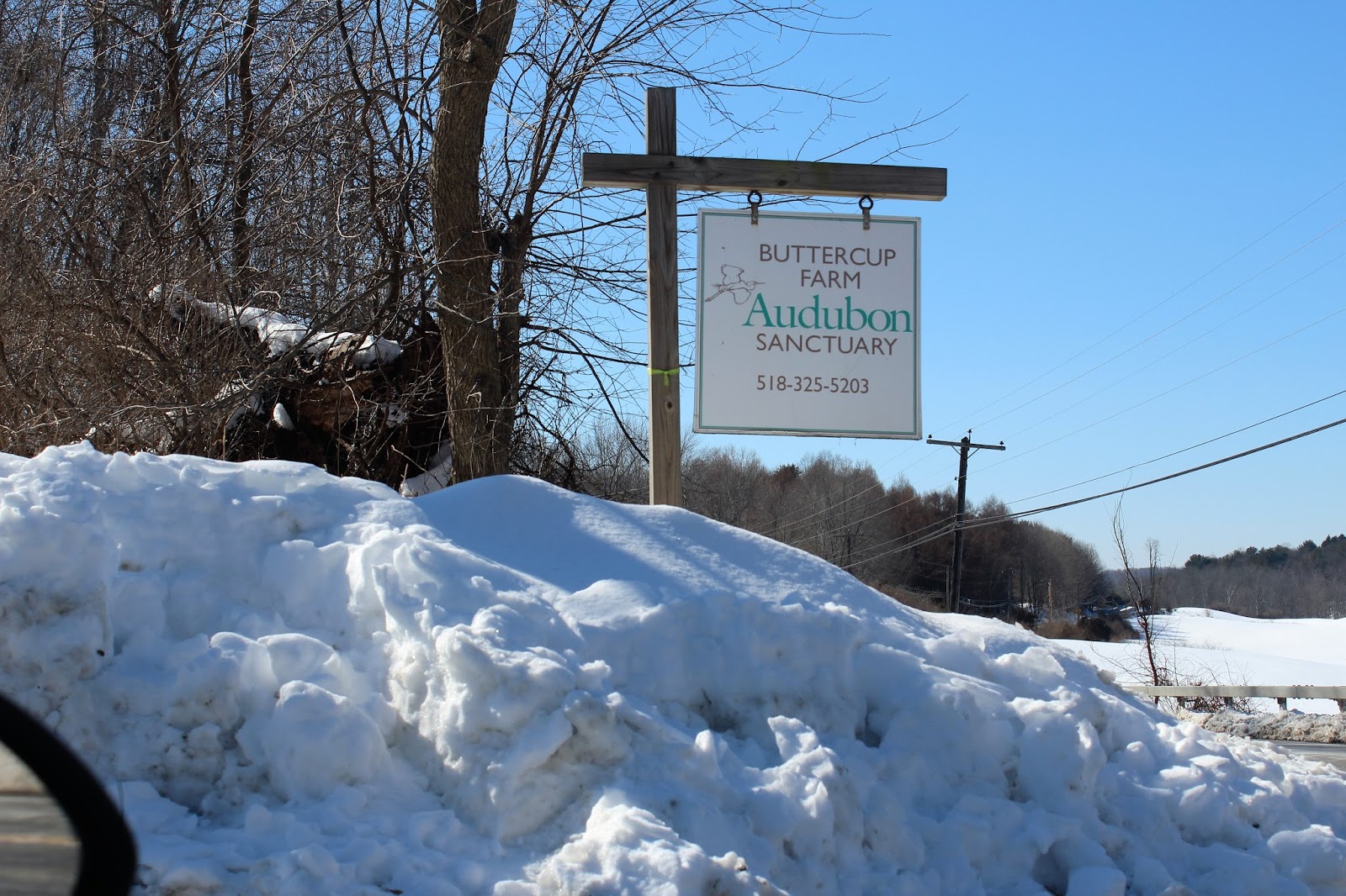 Walking Man 24 7 Buttercup Farm Audubon Sanctuary(Stanfordville, NY)