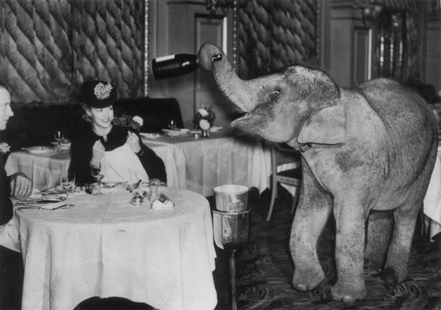 Old Photos of Animals and People from Bygone Times