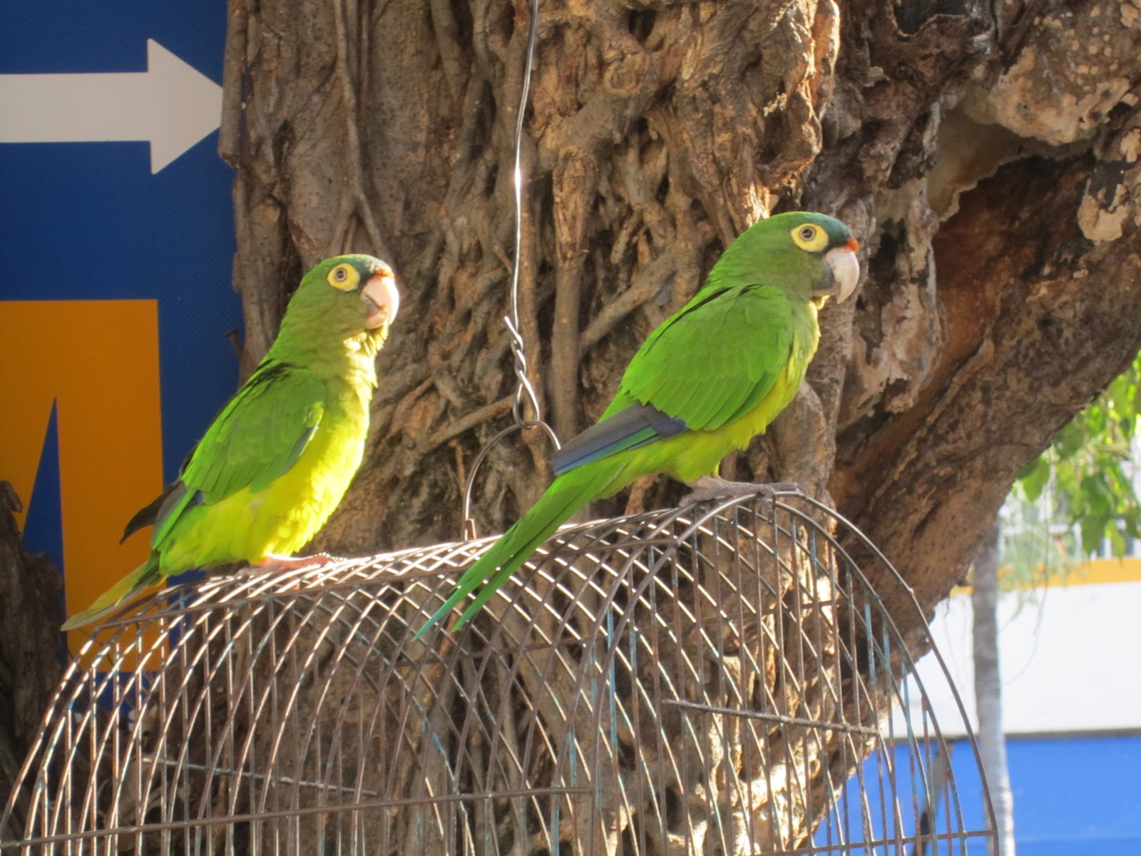 Wildlife Photography Birds in Puerto Vallarta, Mexico