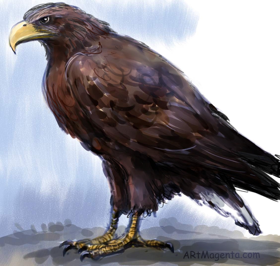 White-tailed Eagle  sketch painting. Bird art drawing by illustrator Artmagenta