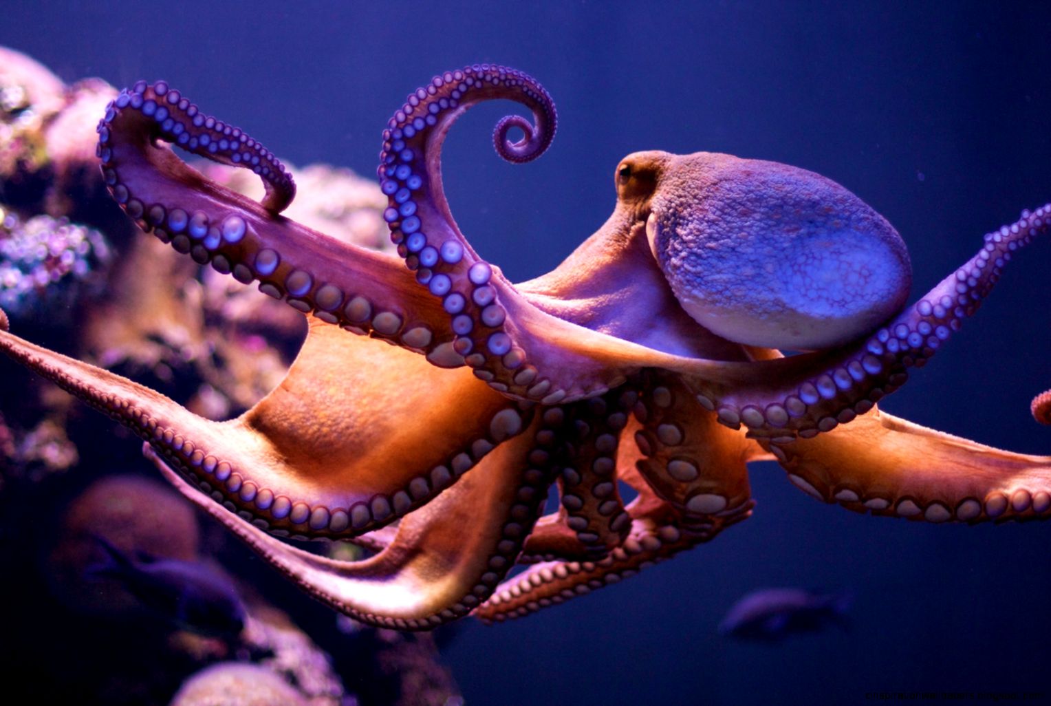 Octopus Facts