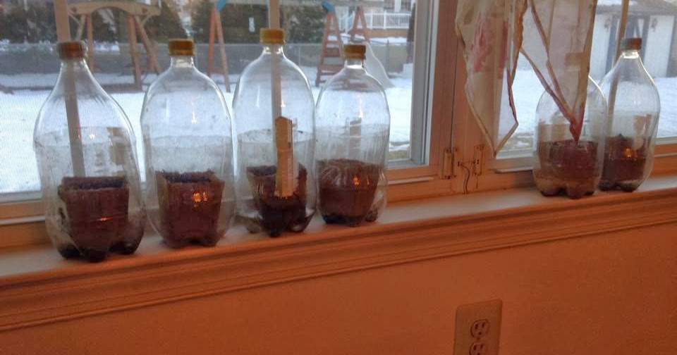 Vegetable Gardening with Mike the Gardener: Turn a 2 liter plastic