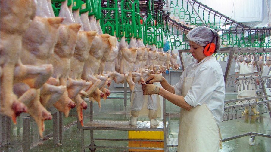 Los seres "humanos" matan y tragan a 128 millones de pollos y gallinas (128.000.000) cada... día.