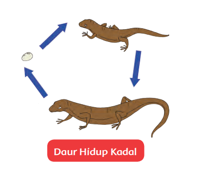 Daur Hidup Hewan Halaman 40 Belajar Kurikulum 2013