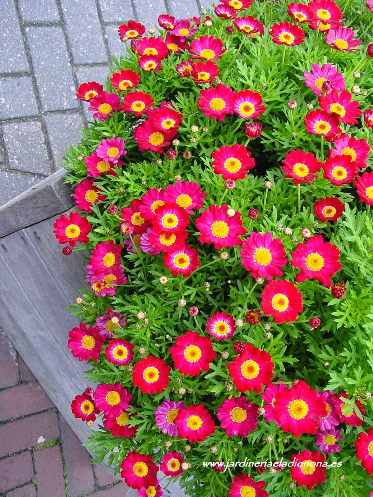 Jardineria Eladio Nonay PLANTAS DE INVIERNO PARA NUESTRAS