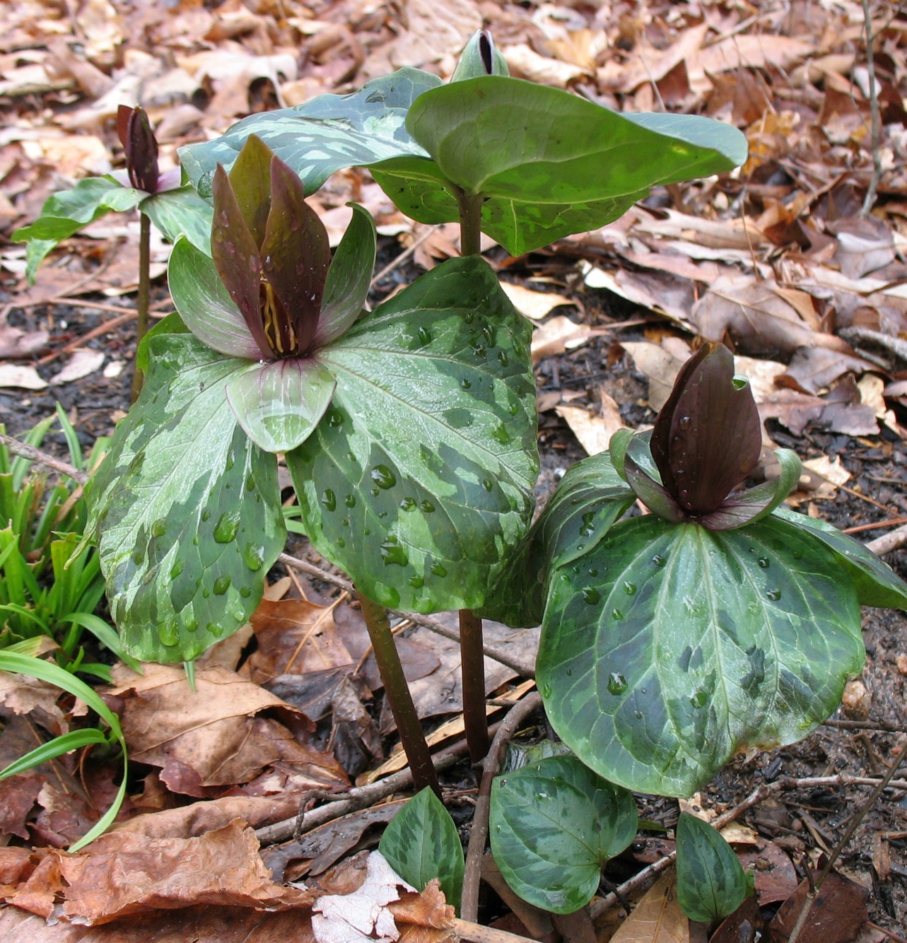 Using Native Plants Native Plants via Friends