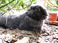 Zwaarte en grauwe konijntje "Smokey" ligt onder de Albany woolly bush.