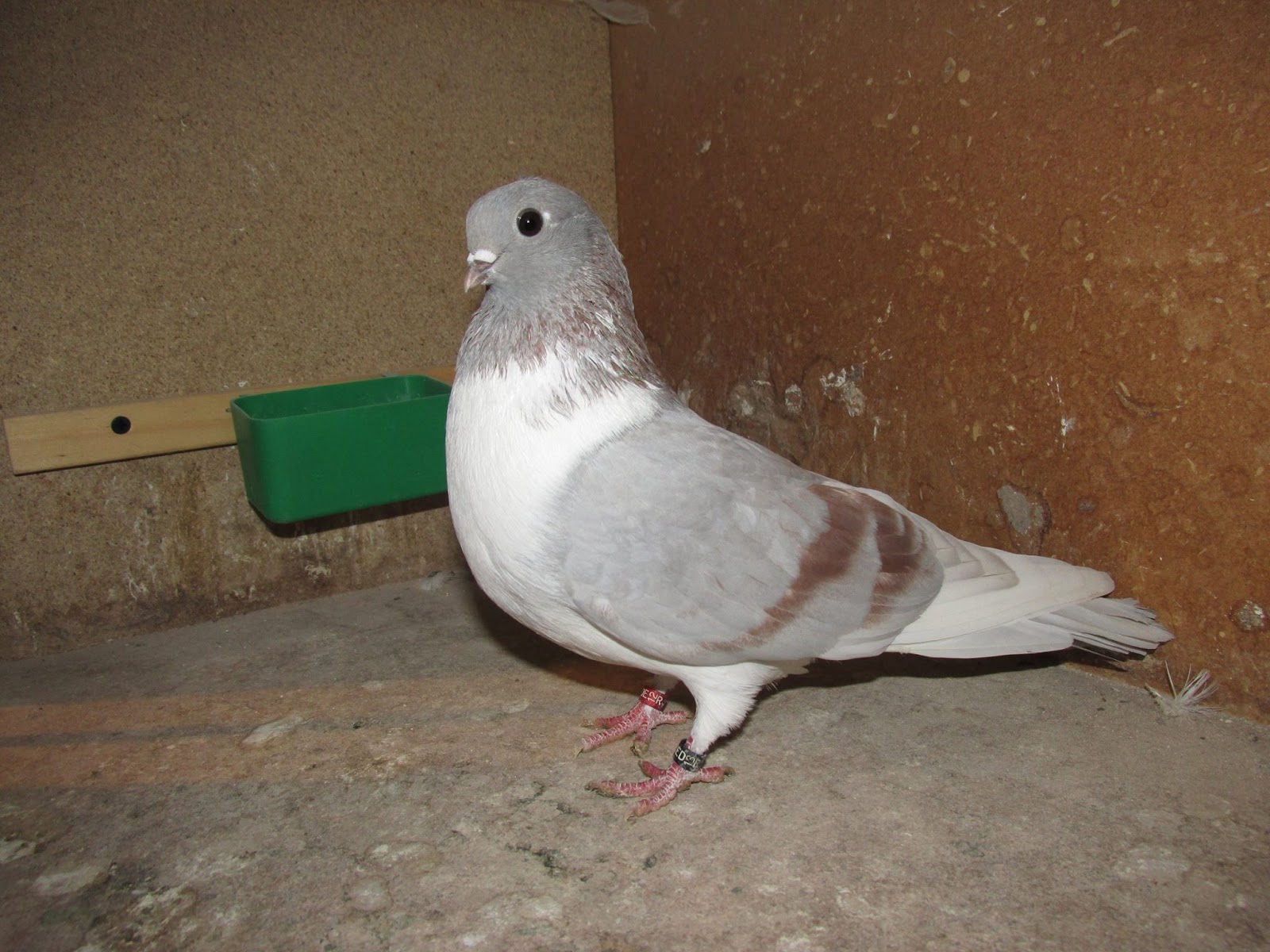 World of Pigeons and Doves Wolverhampton Tumbler