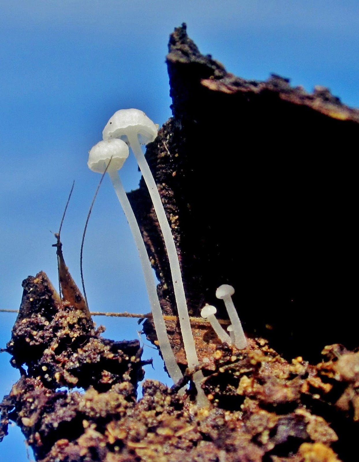 Biodiversity of Cyprus by NGO Protection of the Natural Heritage and