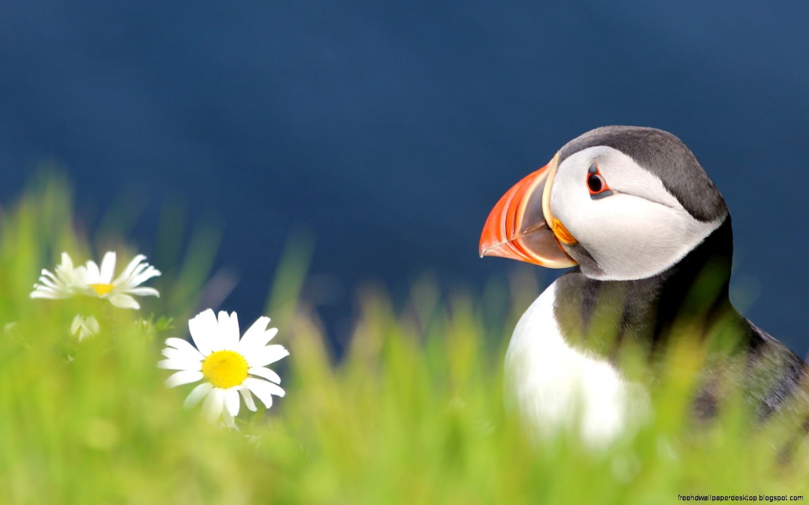 Atlantic Puffin