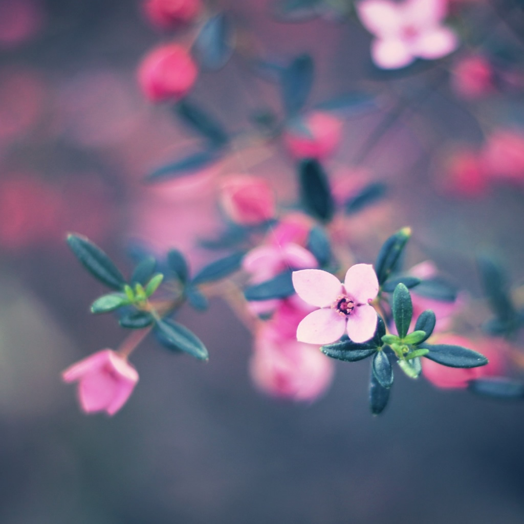 iPad Wallpaper - Four Petals Flower - HD Wallpapers - 9to5Wallpapers