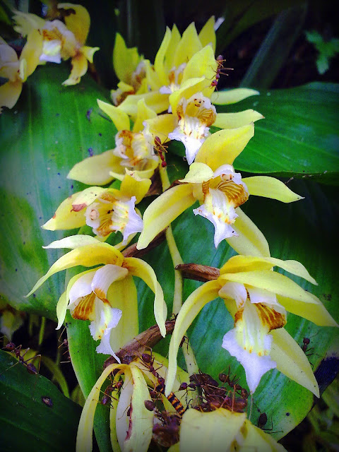 keindahan bunga orkid desa