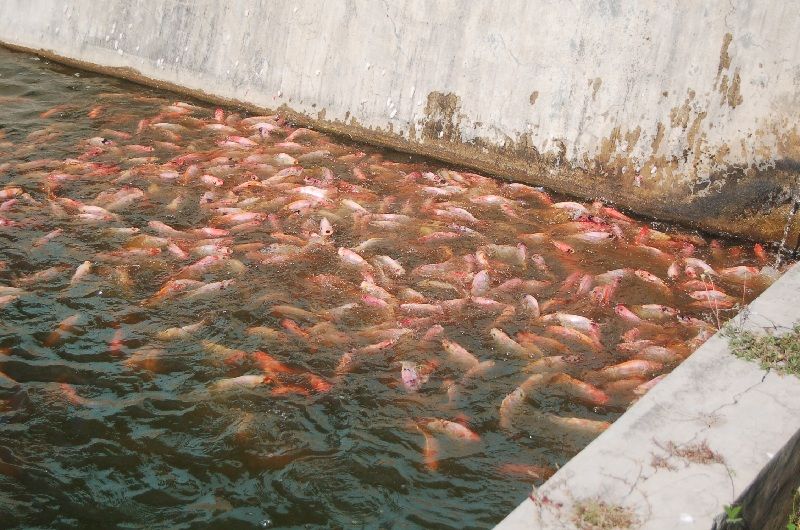 Makanan Ikan Nila Supaya Cepat Besar
