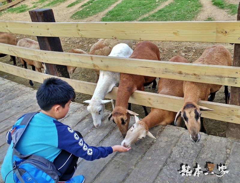 媲美清境青青草原|苗栗飛牛牧場|乳牛綿羊生態區~擠牛奶餵小羊小牛體驗