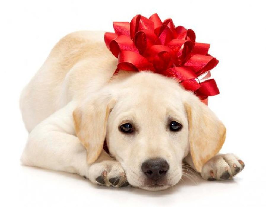 Puppy christmas wallpapers Cute and funny pictures of animals 45 .Christmas 3.