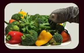 Healthy Foods for Birds