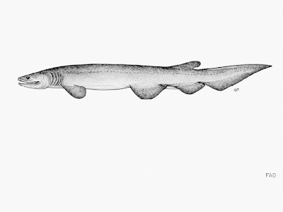 tiburon anguila Chlamydoselachus anguineus