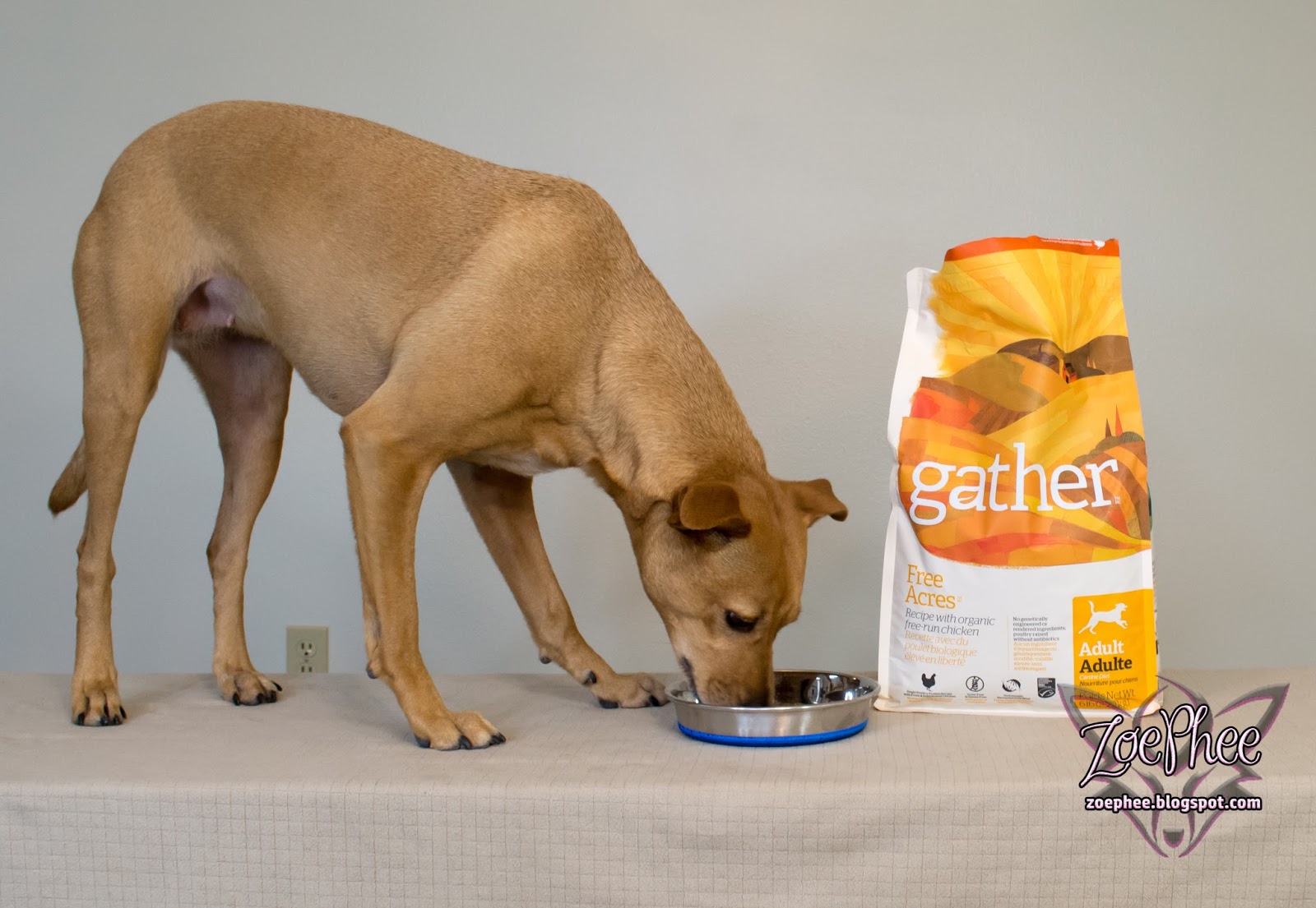 ZoePhee Gather Dog Food by Petcurean Review!