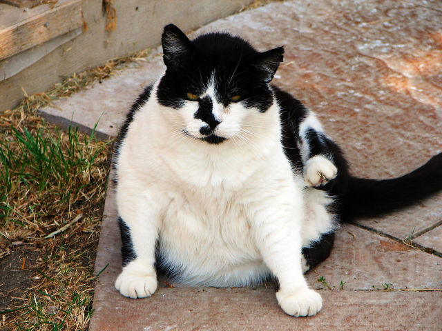 Fat Cats Awesome Photographs | Funny And Cute Animals