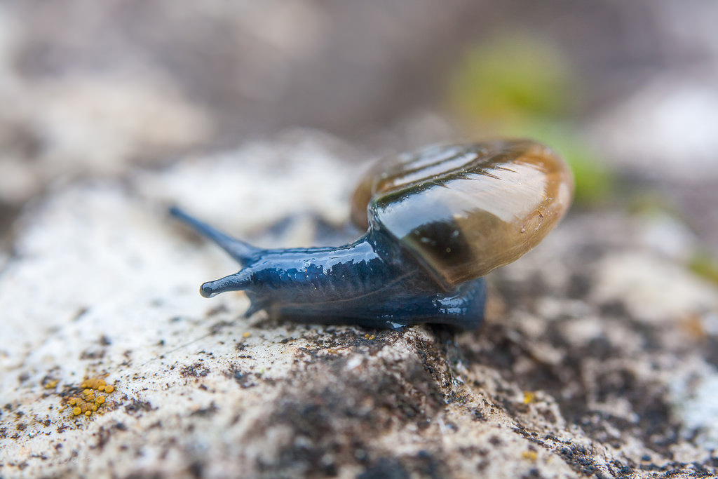 The Snail Pest, Pet or Treat? Some Interesting Facts The Ark In Space