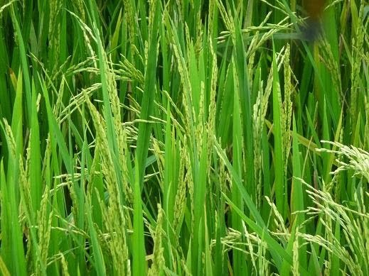 Unpredictable Naissya DIATAS LANGIT MASIH ADA LANGIT