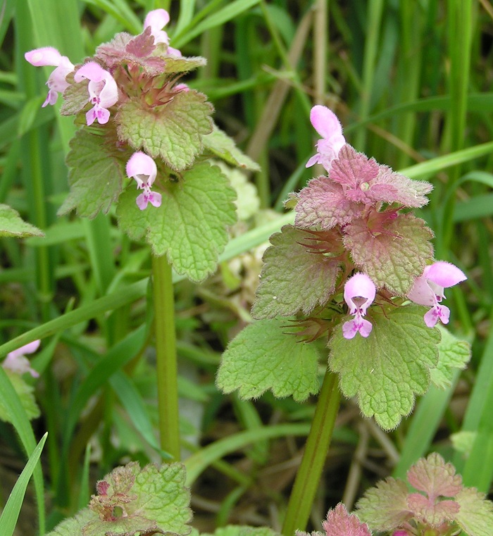 Raw Edible Plants ﻿Red dead nettle (Lamium purpureum)