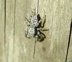 sand mere gj jumping flora holmethorpe pits fauna spider muscosa marpissa