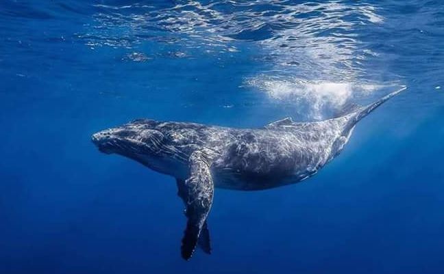 Download Cara Gambar Ikan Paus Pics