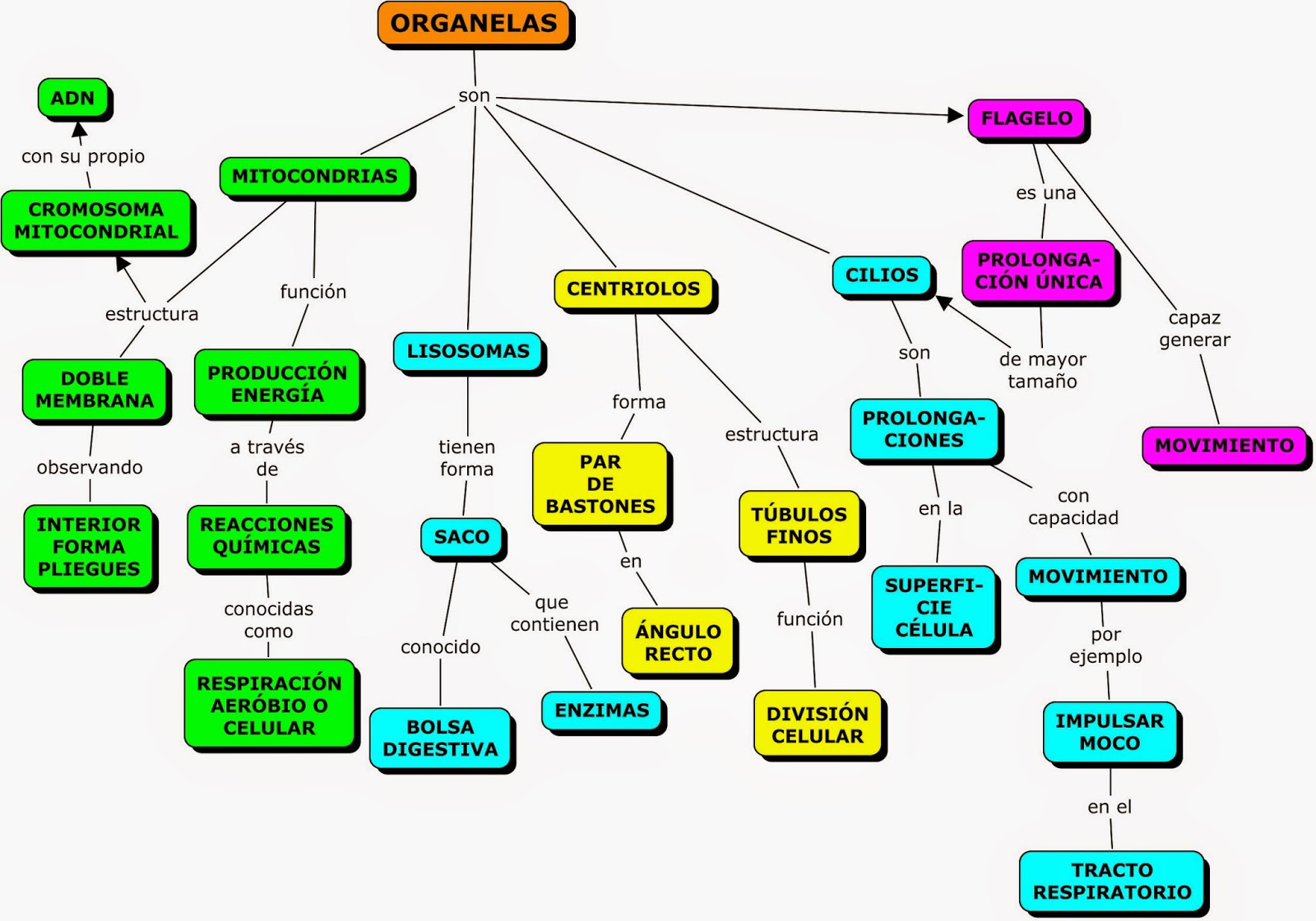 Mapa Conceptual De Las Partes De La Celula Y Sus Funciones Compartir ...