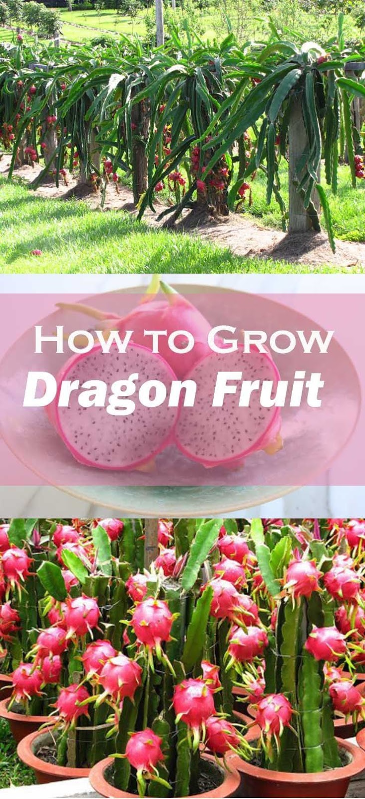 How to Grow Dragon Fruit, Growing Your Own Dragon Fruit Everything