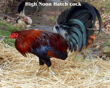High Noon Game Farm