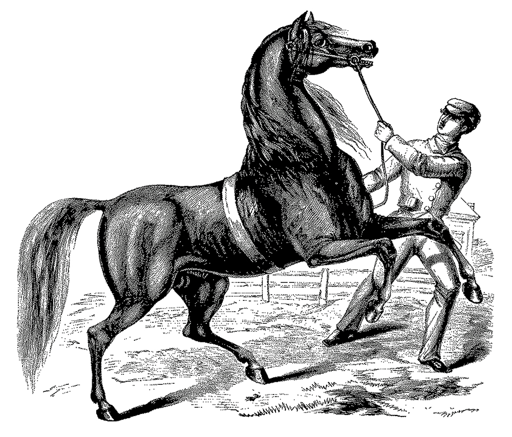 horse trainer clipart - photo #4