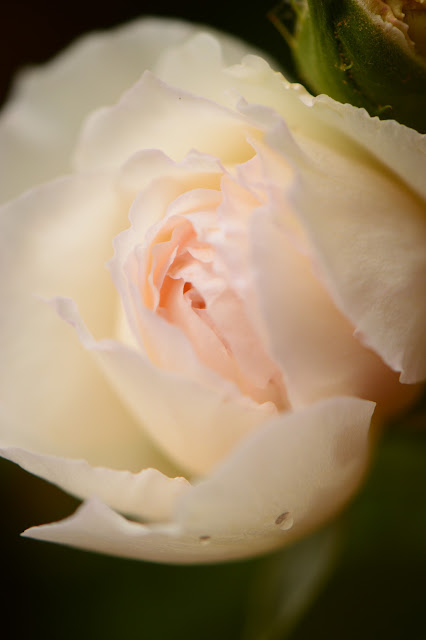 "The Generous Gardener" rose, David Austin rose, English rose