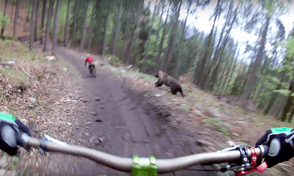 Downhill Biker Captures Massive Grizzly Bear Chasing Fellow Rider