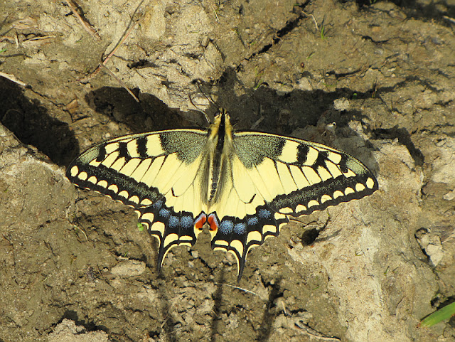 Paź królowej (Papilio machaon)
