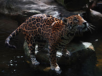 Jaguar images
