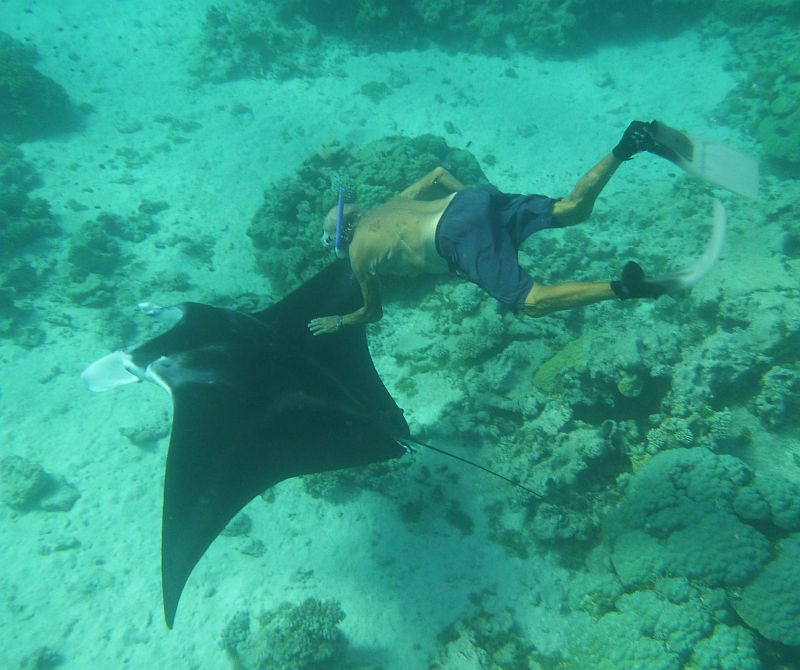 HannekeNils: Zwemmen met Manta Roggen