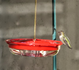 photo of Anna's Hummingbird at feeder