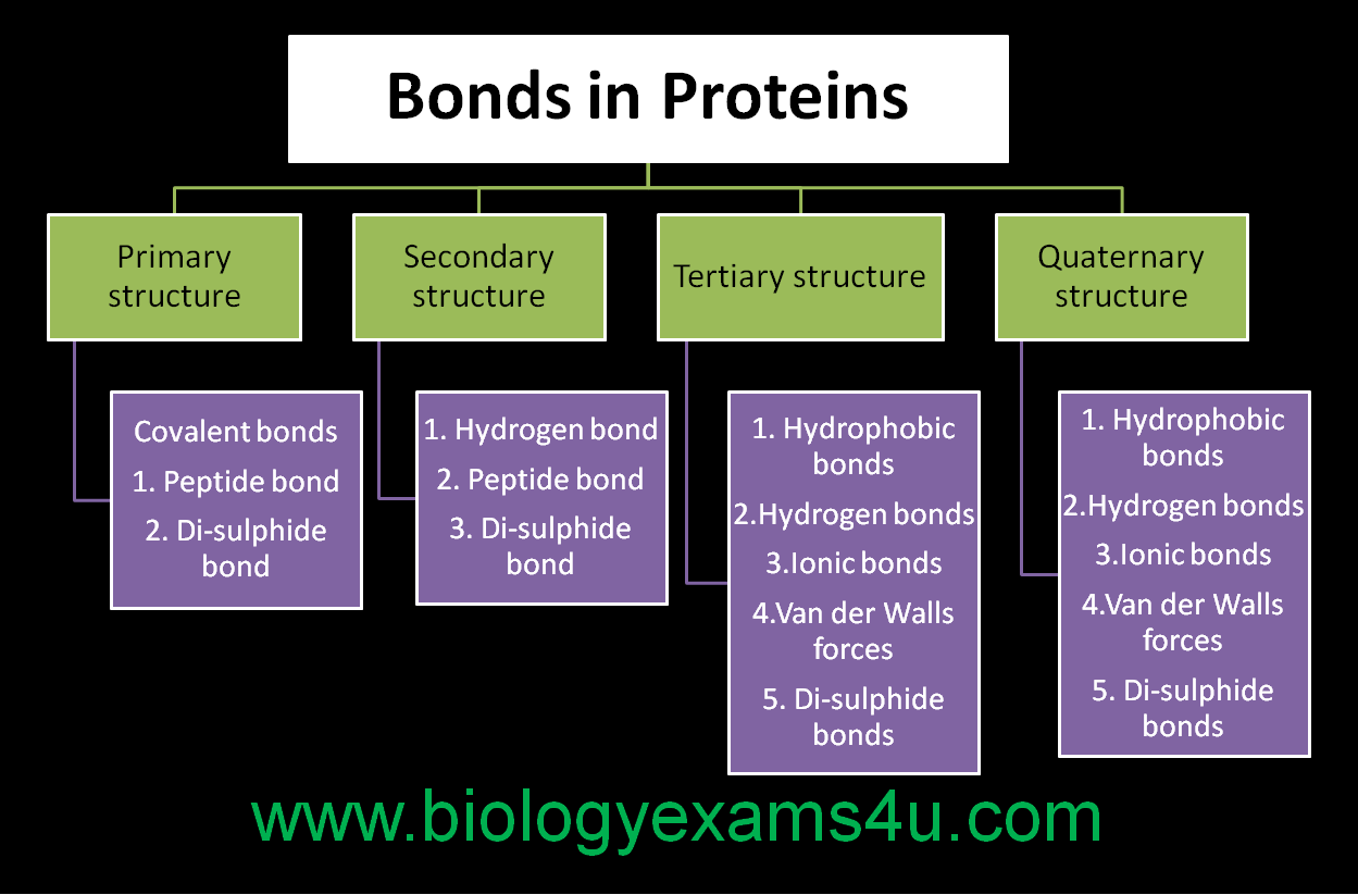 Bonds in Protein Structure