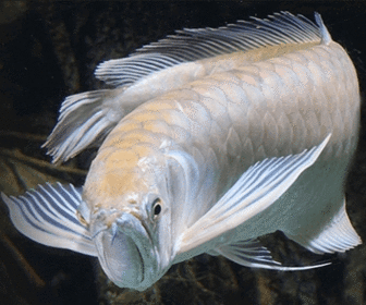 Ikan Arwana, Ikan Aquarium kelas atas