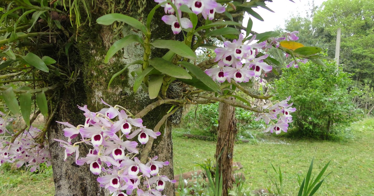 Estágio no Sítio dos Herdeiros: Orquídea Olho-de-Boneca (Dendrobium nobile)