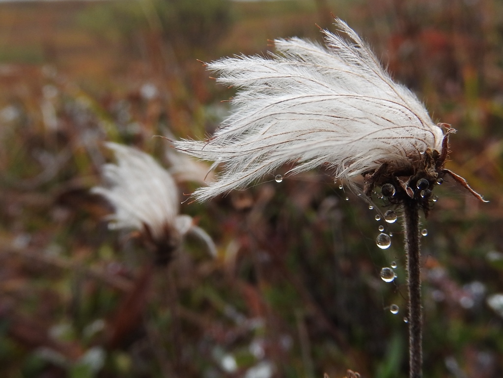 Lorax Trees Real Life