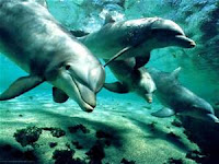 Siguen justificando la matanza de delfines en Japón 
