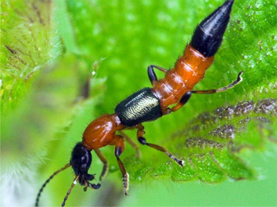 Foto Serangga Tomcat