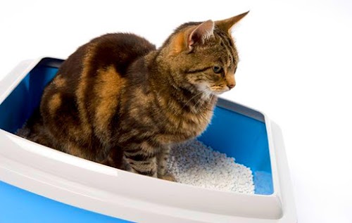 Tips to Keep Litter Box Clean from Smelling Tips to Keep Litter Box Clean from Smelling