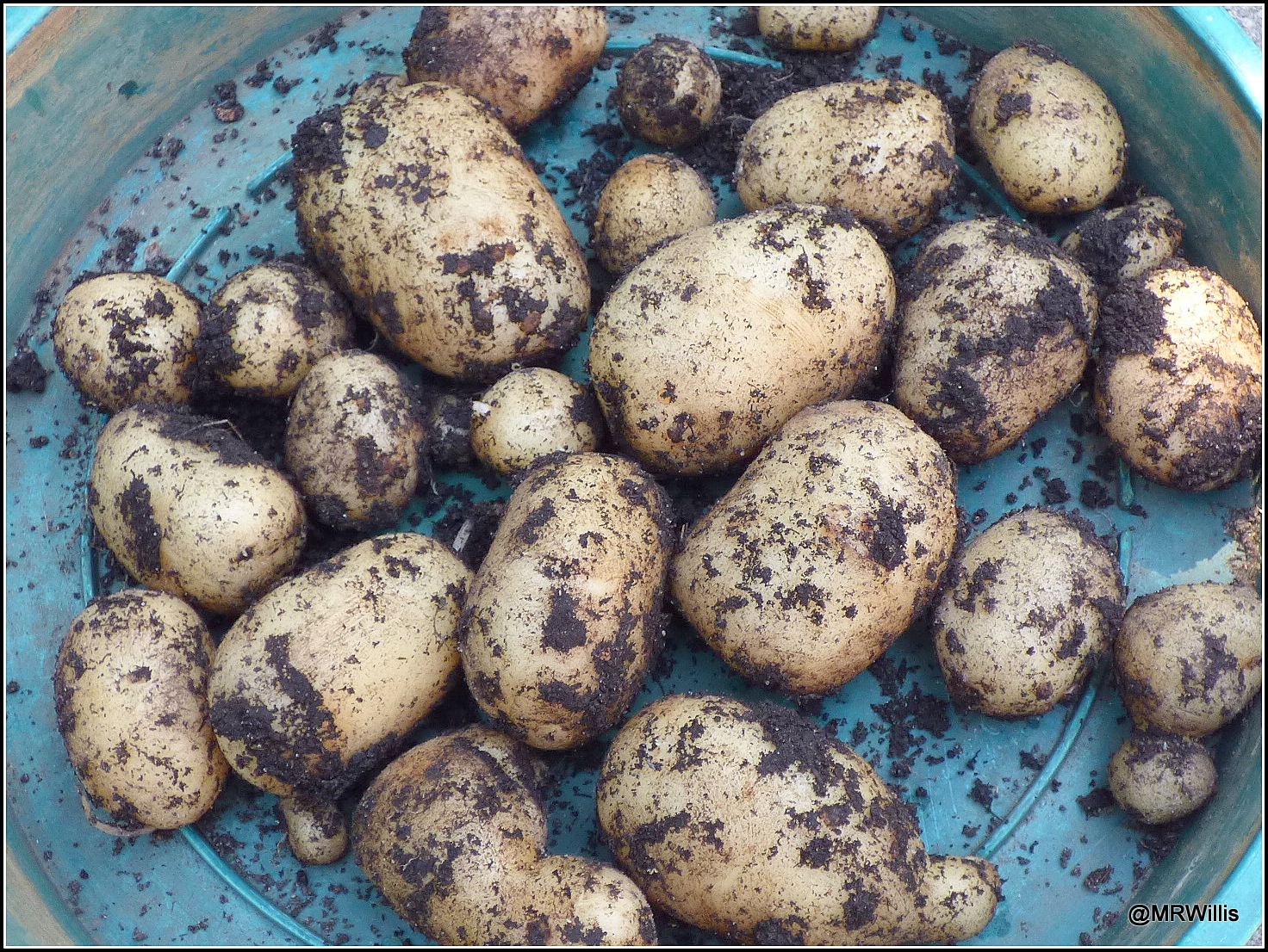 Mark's Veg Plot First Early potato "Foremost"