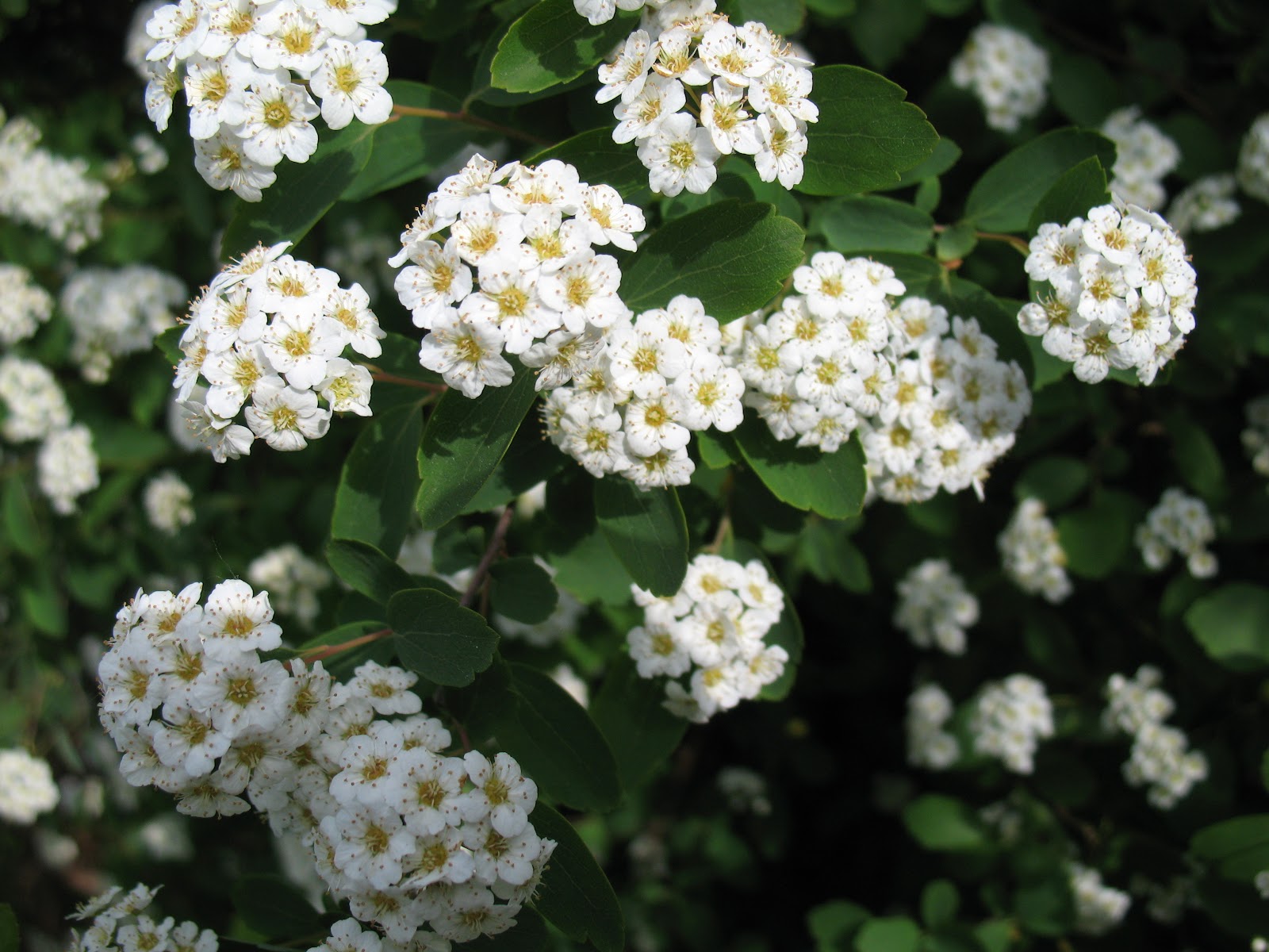 Roses du jardin Chêneland Fleurs blanches du mois de mai