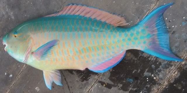 Konsep Penting Ikan Warna Biru, Gambar Ikan