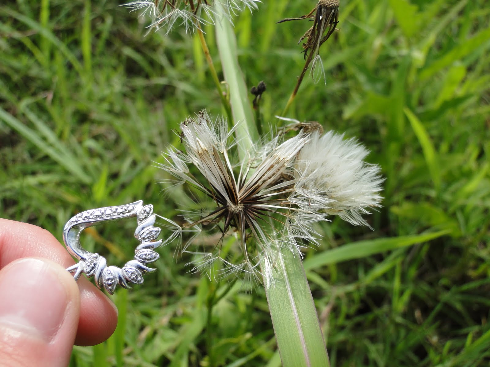 STHS AP Biology Fruit Dry With Seed