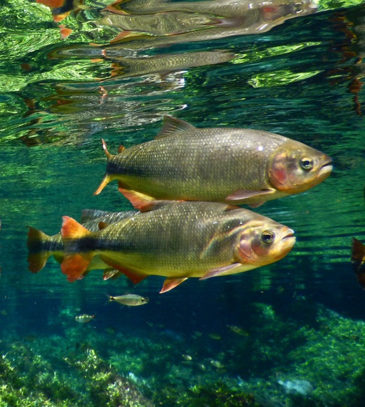 Species New to Science [Ichthyology • 2017] A Revision of the Cis